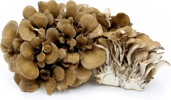 Maitake Mushroom Extract Powder and Blood Sugar Regulation